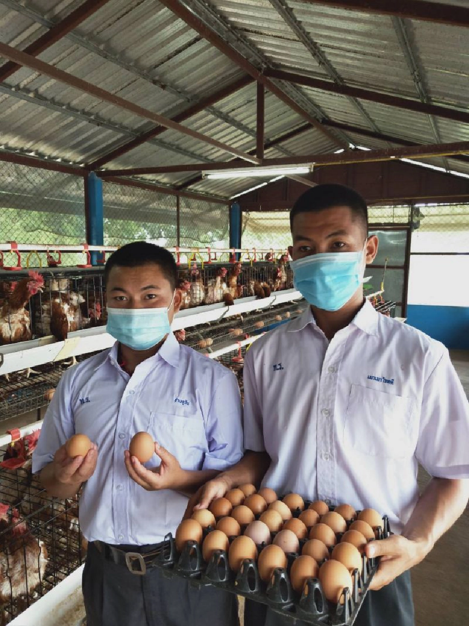 "ไทยราษฏร์คีรี" โรงเรียนชายขอบ เลี้ยงไก่ไข่สู่การจัดการเชิงธุรกิจ          