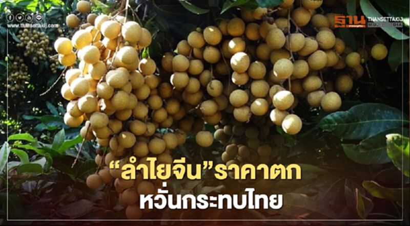 “ลำไยจีน”ราคาตกหวั่นกระทบไทย “ลำไยจีน”ราคาตกหวั่นกระทบไทย