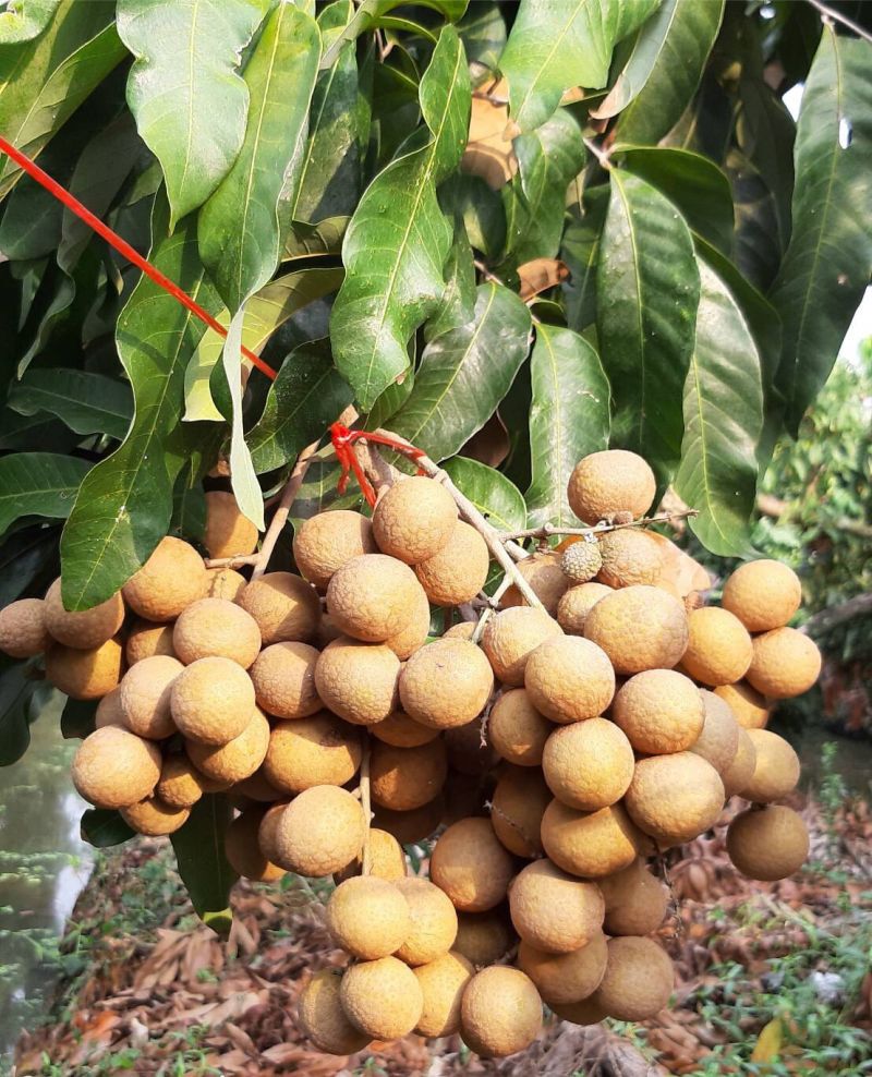 ​ทะเบียนสินค้า GI ใหม่   “พริกไทยจันท์-ลำไยพวงทองบ้านแพ้ว”