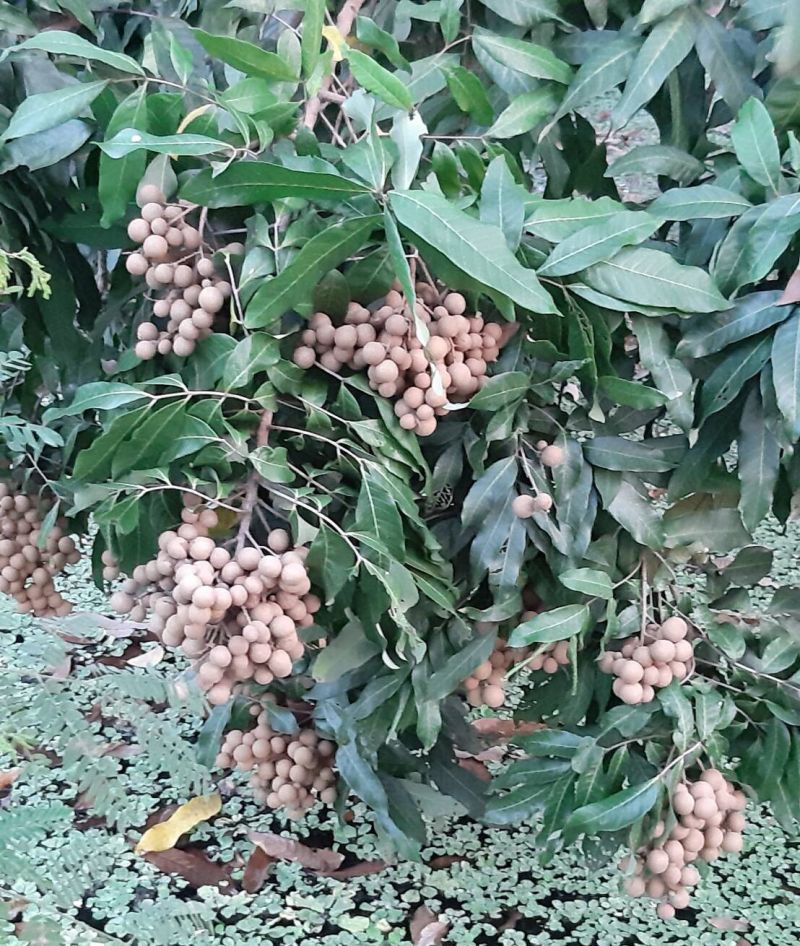 ​ทะเบียนสินค้า GI ใหม่   “พริกไทยจันท์-ลำไยพวงทองบ้านแพ้ว”