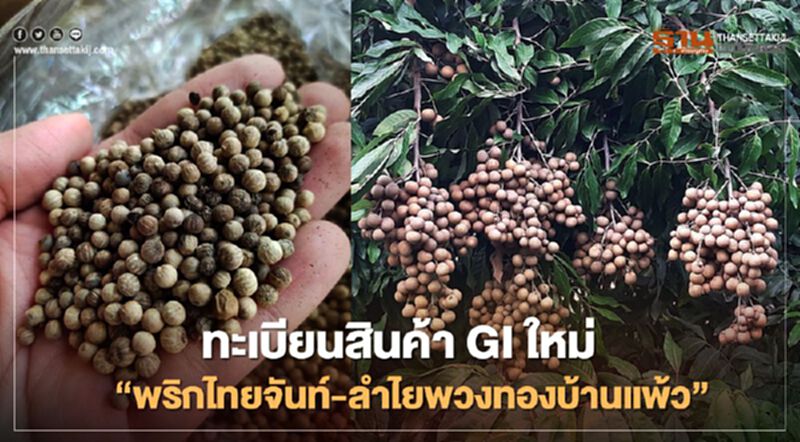 ทะเบียนสินค้า GI ใหม่ “พริกไทยจันท์-ลำไยพวงทองบ้านแพ้ว” ทะเบียนสินค้า GI ใหม่ “พริกไทยจันท์-ลำไยพวงทองบ้านแพ้ว”