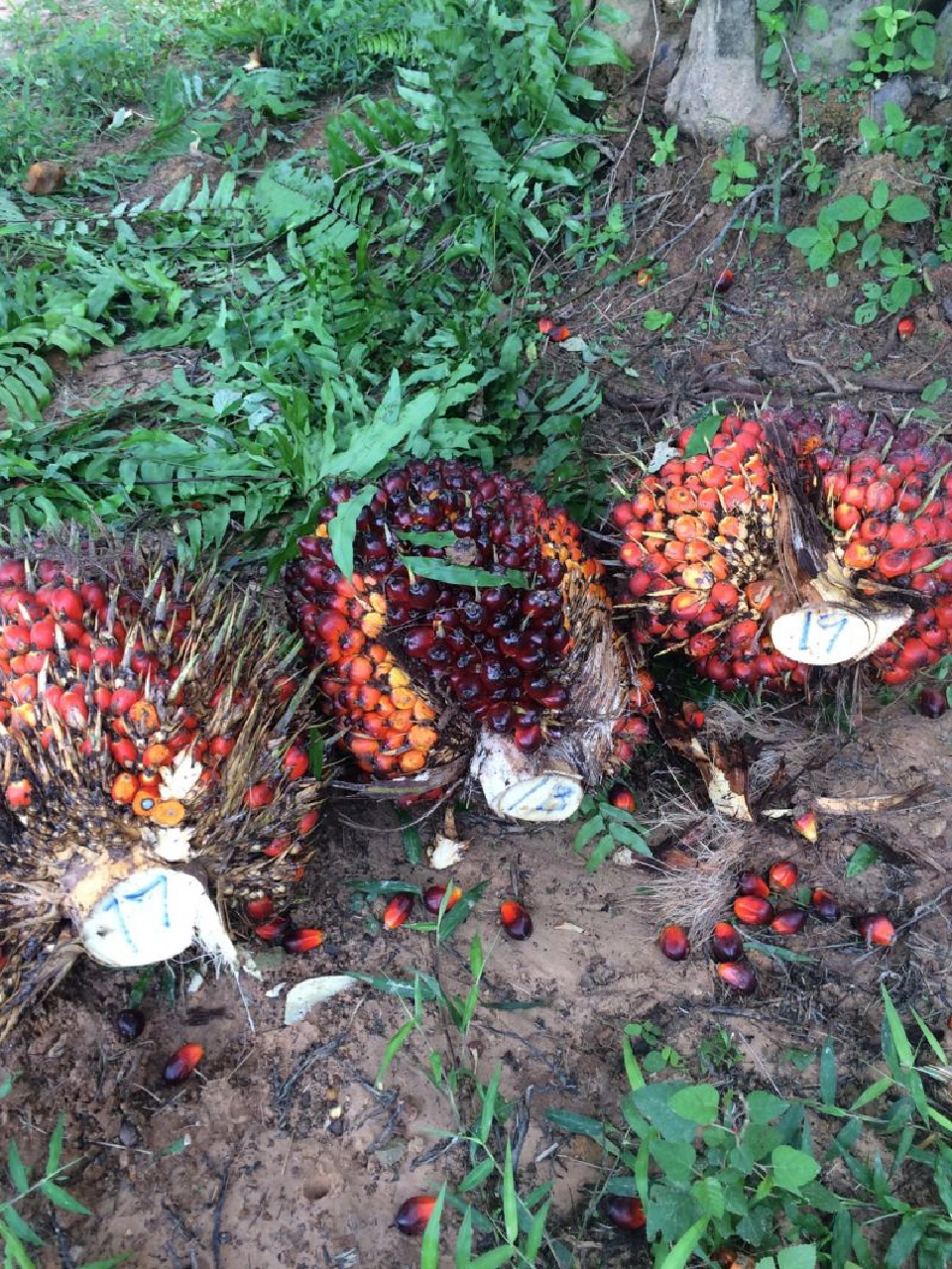 ฟ้องศาล “โกงเปอร์เซ็นต์น้ำมันปาล์ม” แพ้