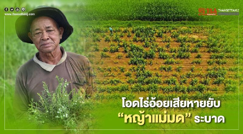 โอดไร่อ้อยเสียหายยับ “หญ้าแม่มด” ระบาด