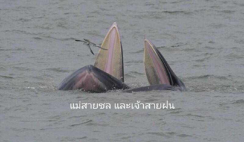 เปิดภาพวาฬ โลมา หายากฝั่งตะวันตกและออกบริเวณอ่าวไทย