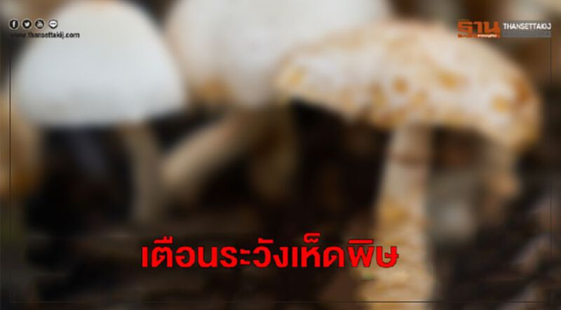 กรมควบคุมโรค เตือนระวังเห็ดพิษ ปีนี้พบป่วยแล้วกว่าพันราย กรมควบคุมโรค เตือนระวังเห็ดพิษ ปีนี้พบป่วยแล้วกว่าพันราย