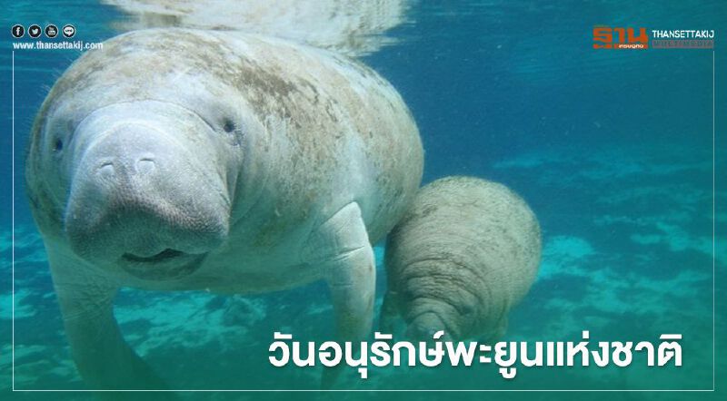 17 สิงหาคม ของทุกปีเป็นวันอนุรักษ์พะยูนแห่งชาติ 17 สิงหาคม ของทุกปีเป็นวันอนุรักษ์พะยูนแห่งชาติ