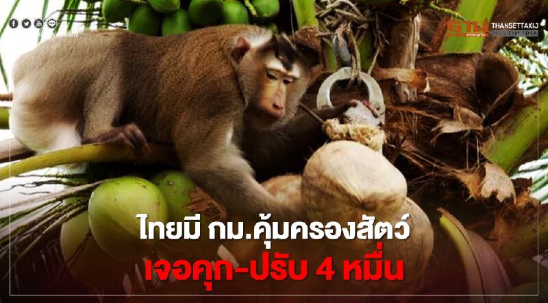 “ลิงเก็บมะพร้าว” ไทยมี กม.คุ้มครองสัตว์เจอคุก-ปรับ 4 หมื่น (มีคลิป)