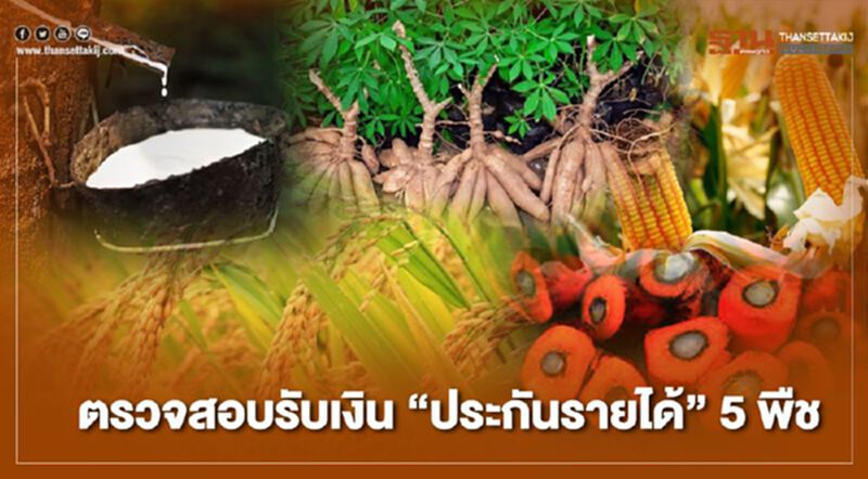 เช็กด่วน ตรวจสอบรับเงิน “ประกันรายได้” 5 พืช ที่เดียวจบ เช็กด่วน ตรวจสอบรับเงิน “ประกันรายได้” 5 พืช ที่เดียวจบ
