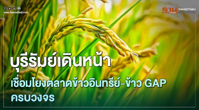 บุรีรัมย์เดินหน้าเชื่อมโยง ตลาดข้าวอินทรีย์-ข้าวGAP ครบวงจร บุรีรัมย์เดินหน้าเชื่อมโยง ตลาดข้าวอินทรีย์-ข้าวGAP ครบวงจร