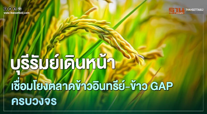 บุรีรัมย์เดินหน้าเชื่อมโยง  ตลาดข้าวอินทรีย์-ข้าวGAP ครบวงจร