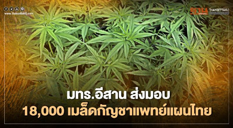มทร.อีสานส่งมอบ 18,000 เมล็ดกัญชาแพทย์แผนไทย 