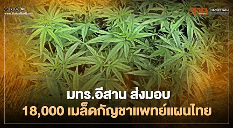 มทร.อีสานส่งมอบ 18,000 เมล็ดกัญชาแพทย์แผนไทย มทร.อีสานส่งมอบ 18,000 เมล็ดกัญชาแพทย์แผนไทย