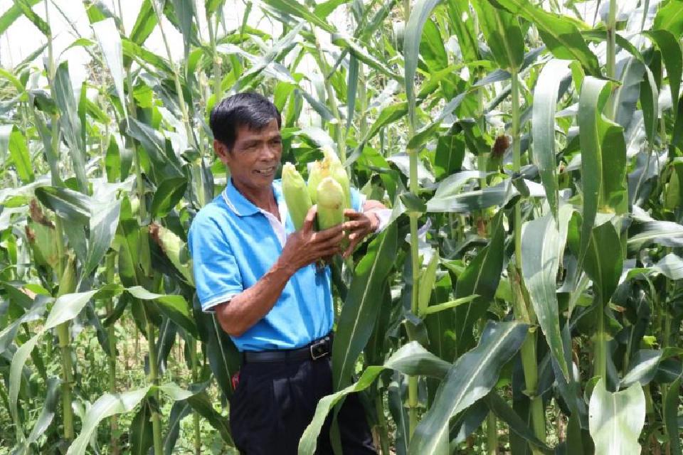 ปลูกข้าวโพดหวานเพียง 73 วัน เสกกำไรเฉียด 2 หมื่นบาท/ไร่ 