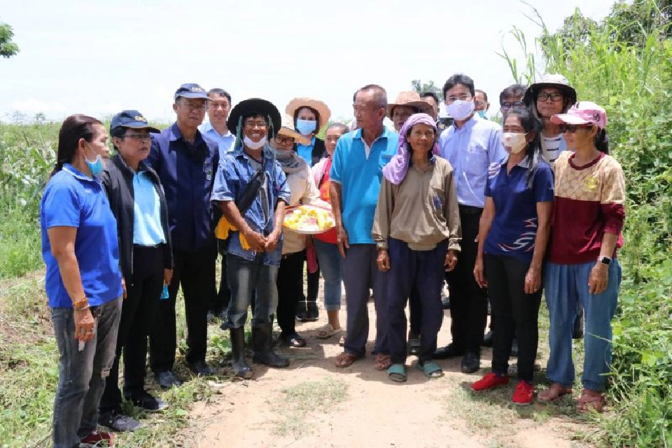 ปลูกข้าวโพดหวานเพียง 73 วัน เสกกำไรเฉียด 2 หมื่นบาท/ไร่ 