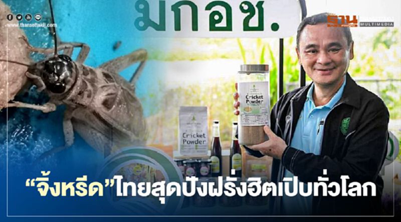 “จิ้งหรีด” ไทยสุดปังฝรั่งฮิตเปิบทั่วโลก “จิ้งหรีด” ไทยสุดปังฝรั่งฮิตเปิบทั่วโลก