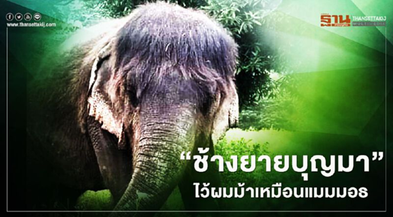 ฮือฮา “ช้างยายบุญมา” ไว้ผมทรงหน้าม้าเหมือนแมมมอธ ฮือฮา “ช้างยายบุญมา” ไว้ผมทรงหน้าม้าเหมือนแมมมอธ