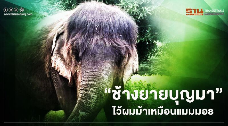 ฮือฮา “ช้างยายบุญมา” ไว้ผมทรงหน้าม้าเหมือนแมมมอธ