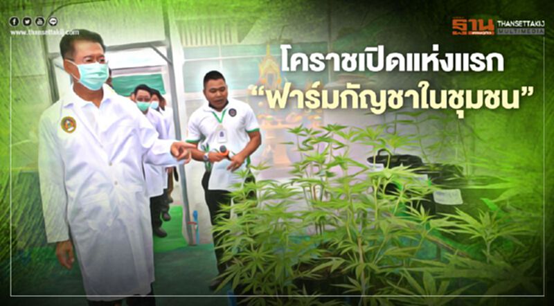 โคราชเปิดแห่งแรก"ฟาร์มกัญชาในชุมชน" โคราชเปิดแห่งแรก"ฟาร์มกัญชาในชุมชน"