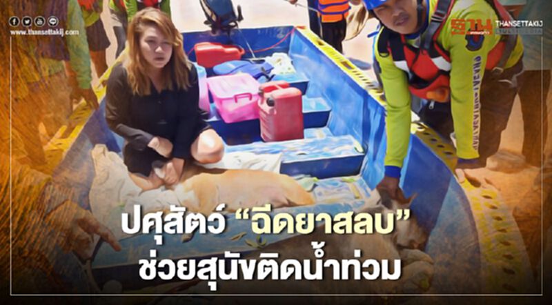 ปศุสัตว์ “ฉีดยาสลบ” ช่วยสุนัขติดน้ำท่วม ปศุสัตว์ “ฉีดยาสลบ” ช่วยสุนัขติดน้ำท่วม