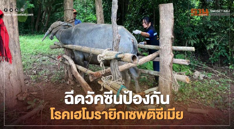 คิกออฟฉีดวัคซีนป้องกันโรคเฮโมรายิกเซพติซีเมีย คิกออฟฉีดวัคซีนป้องกันโรคเฮโมรายิกเซพติซีเมีย