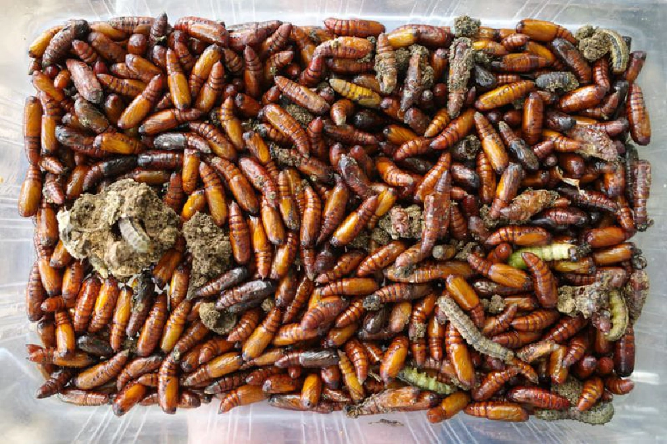 ตื่น “หนอนกระทู้ลายจุด” กลายพันธุ์