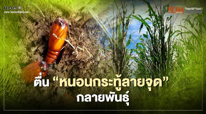 ตื่น “หนอนกระทู้ลายจุด” กลายพันธุ์ ตื่น “หนอนกระทู้ลายจุด” กลายพันธุ์