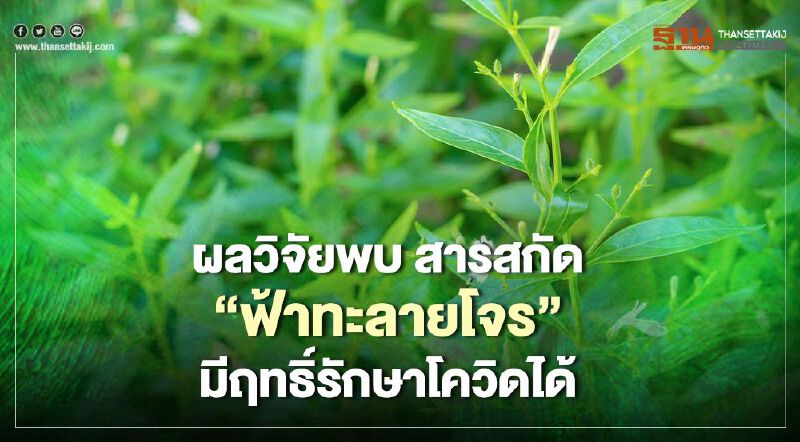 ผลวิจัยพบ สารสกัด"ฟ้าทะลายโจร" มีฤทธิ์รักษาโควิด-19 ได้