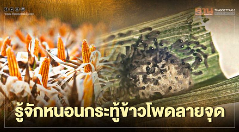 ทำความรู้จัก “หนอนกระทู้ข้าวโพดลายจุด” ทำความรู้จัก “หนอนกระทู้ข้าวโพดลายจุด”