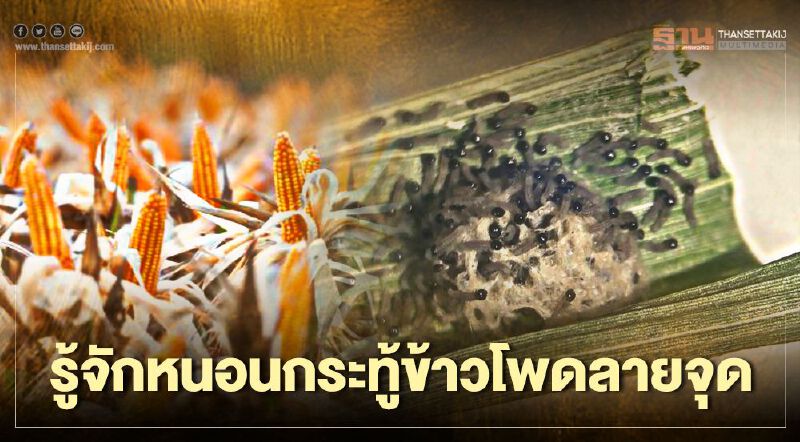 ทำความรู้จัก “หนอนกระทู้ข้าวโพดลายจุด” ทำความรู้จัก “หนอนกระทู้ข้าวโพดลายจุด”