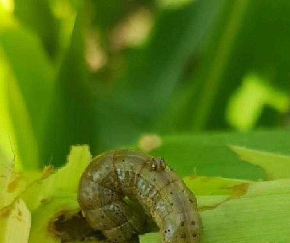 ทำความรู้จัก “หนอนกระทู้ข้าวโพดลายจุด” 