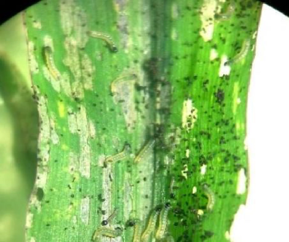 ทำความรู้จัก “หนอนกระทู้ข้าวโพดลายจุด” 