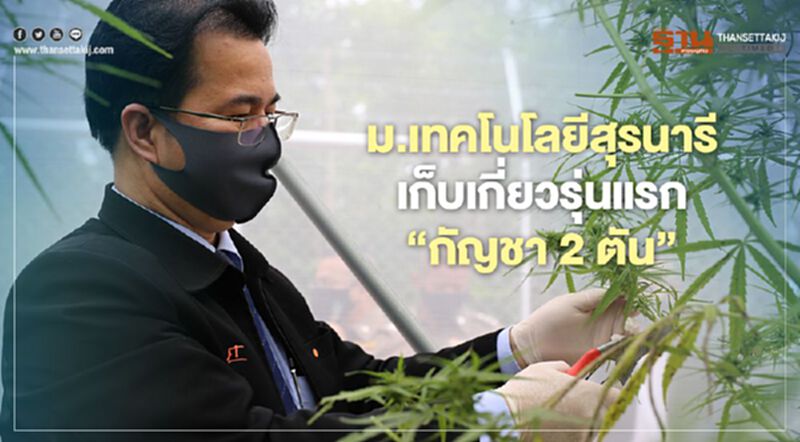 กัญชา2ตัน ม.เทคโนโลยีสุรนารีเก็บเกี่ยวรุ่นแรกส่งผลิตสมุนไพร9ตำรับ กัญชา2ตัน ม.เทคโนโลยีสุรนารีเก็บเกี่ยวรุ่นแรกส่งผลิตสมุนไพร9ตำรับ