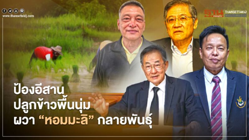 ป้องอีสานปลูกข้าวพื้นนุ่ม ผวา “หอมมะลิ” กลายพันธุ์ จริงหรือ? ป้องอีสานปลูกข้าวพื้นนุ่ม ผวา “หอมมะลิ” กลายพันธุ์ จริงหรือ?