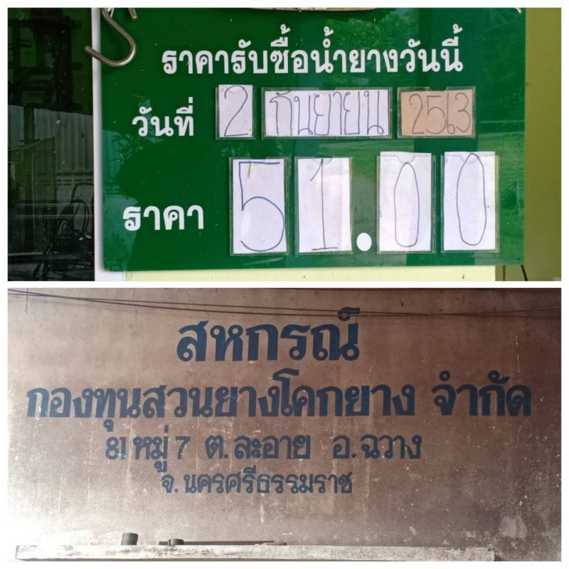 “สหกรณ์กองทุนสวนยางโคกยาง” รับซื้อน้ำยางสด 51 บาท/กก.