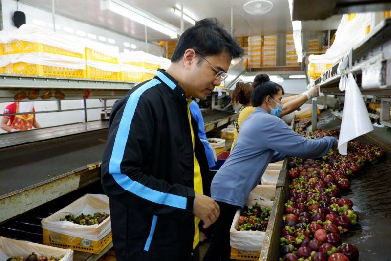 ปชป.นำผู้ประกอบการรุ่นใหม่พบชาวสวนมังคุดเมืองคอน