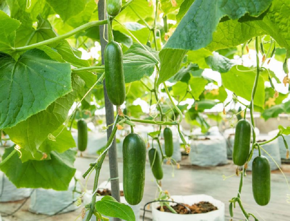 เจียไต๋ เปิดตัว “แตงกวา” สายพันธุ์ใหม่