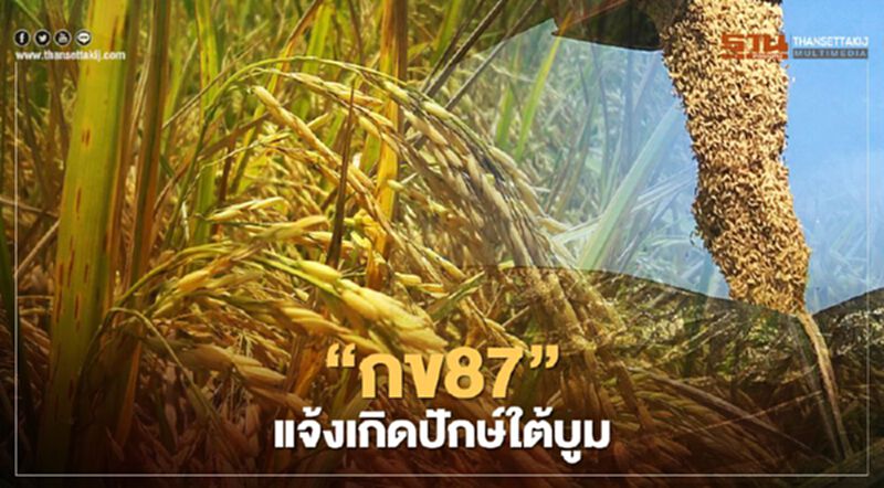 “กข87” แจ้งเกิดปักษ์ใต้บูม “กข87” แจ้งเกิดปักษ์ใต้บูม