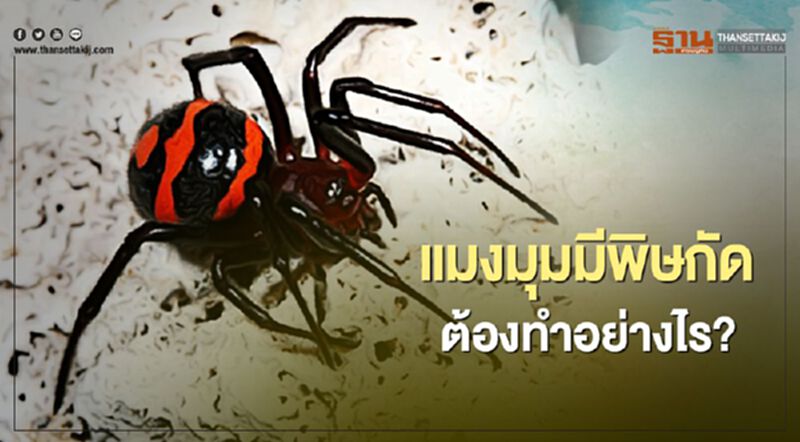 แมงมุมมีพิษกัด ต้องทำอย่างไร? แมงมุมมีพิษกัด ต้องทำอย่างไร?