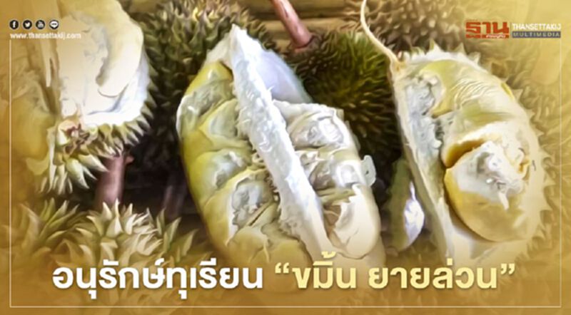 เร่งอนุรักษ์ ทุเรียน "ขมิ้น ยายล่วน" ก่อนสูญพันธุ์ เร่งอนุรักษ์ ทุเรียน "ขมิ้น ยายล่วน" ก่อนสูญพันธุ์