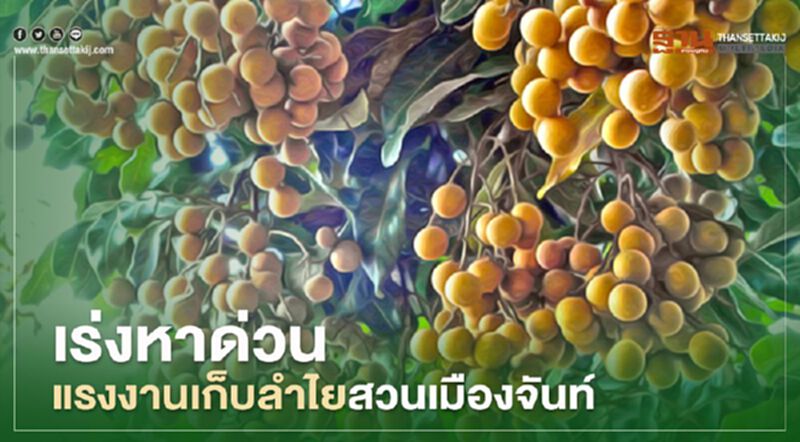 เร่งหาด่วน แรงงานเก็บลำไยสวนเมืองจันท์ เร่งหาด่วน แรงงานเก็บลำไยสวนเมืองจันท์