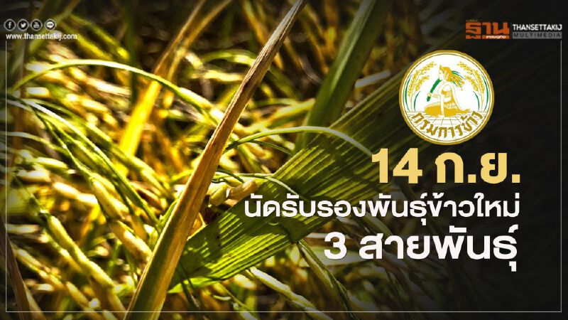 14 ก.ย. นัดรับรอง "พันธุ์ข้าว" ใหม่ 3 สายพันธุ์
