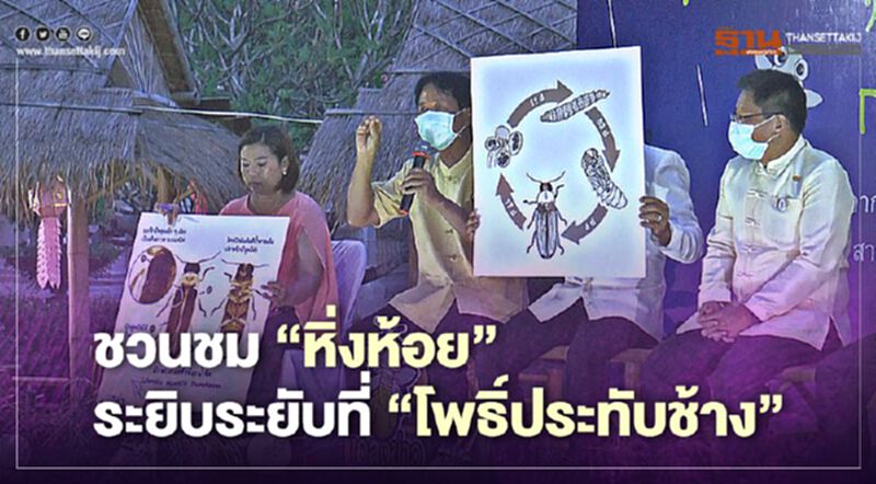 พิจิตร ชวนชม"หิ่งห้อย"ระยิบระยับที่"โพธิ์ประทับช้าง" พิจิตร ชวนชม"หิ่งห้อย"ระยิบระยับที่"โพธิ์ประทับช้าง"