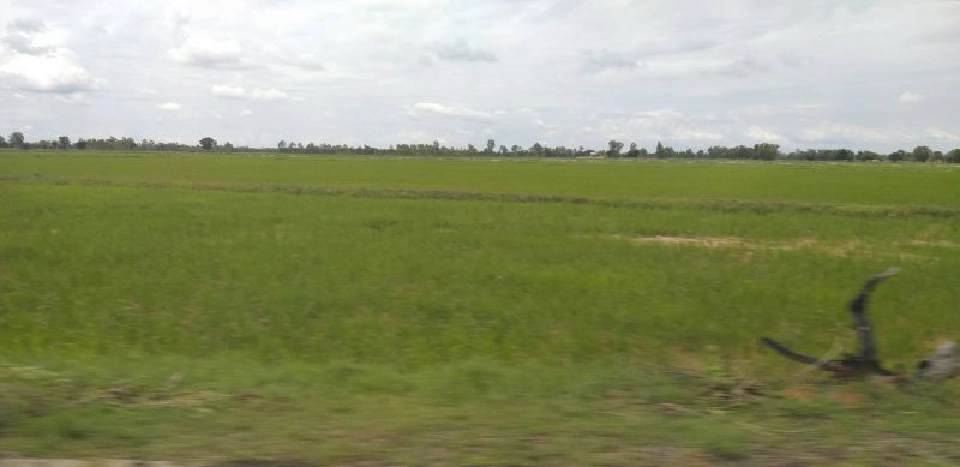 เล็ง “ข้าวหอมมะลิทุ่งกุลาร้องไห้” ขึ้นทะเบียน GI