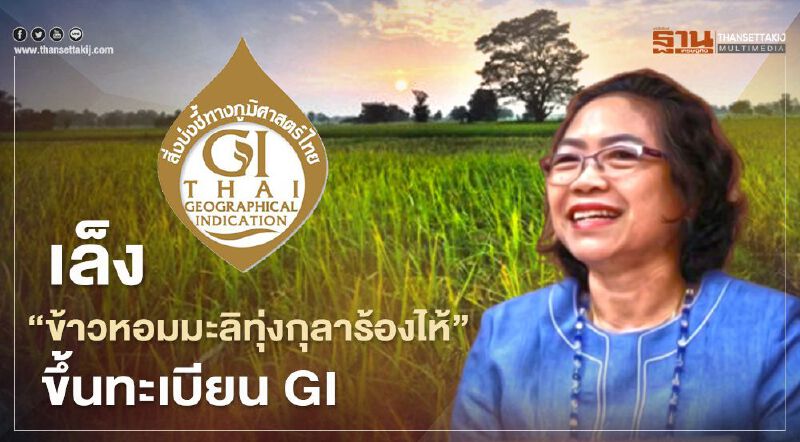 เล็ง “ข้าวหอมมะลิทุ่งกุลาร้องไห้” ขึ้นทะเบียน GI เล็ง “ข้าวหอมมะลิทุ่งกุลาร้องไห้” ขึ้นทะเบียน GI