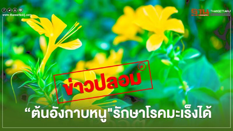 เตือน ข่าวปลอม “ต้นอังกาบหนู" รักษาโรคมะเร็งได้