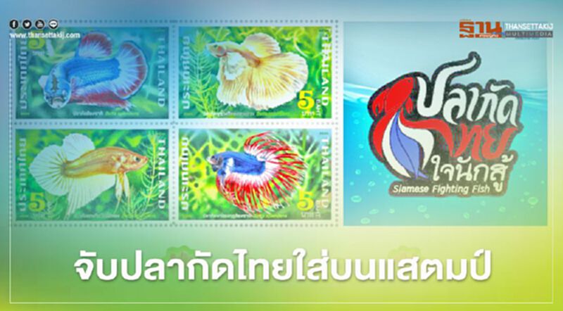 ไปรษณีย์ไทยจับปลากัดไทยใส่บนดวงแสตมป์ ไปรษณีย์ไทยจับปลากัดไทยใส่บนดวงแสตมป์