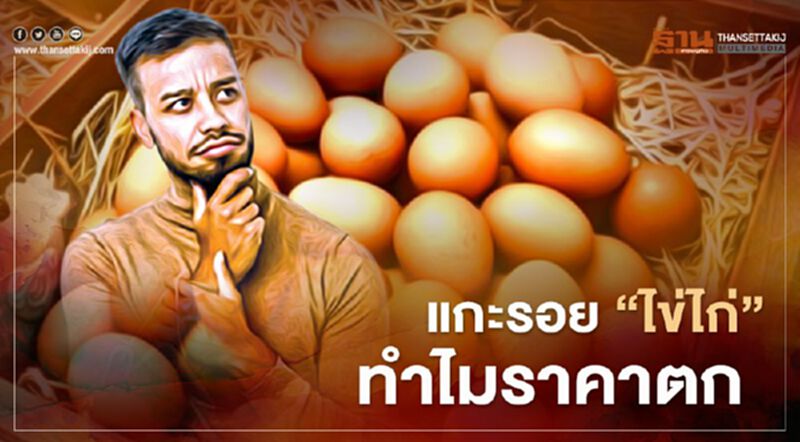 แกะรอย “ไข่ไก่” ทำไมราคาตก แกะรอย “ไข่ไก่” ทำไมราคาตก