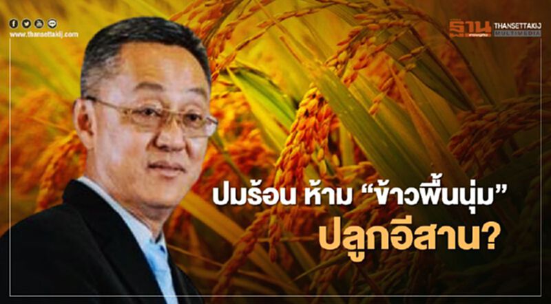 ปมร้อนห้าม “ข้าวพื้นนุ่ม” ปลูกอีสาน? ปมร้อนห้าม “ข้าวพื้นนุ่ม” ปลูกอีสาน?
