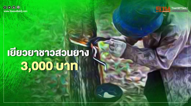กยท.เยียวยาชาวสวนยาง 3,000 บาท ใครได้สิทธิบ้างเช็กที่นี่