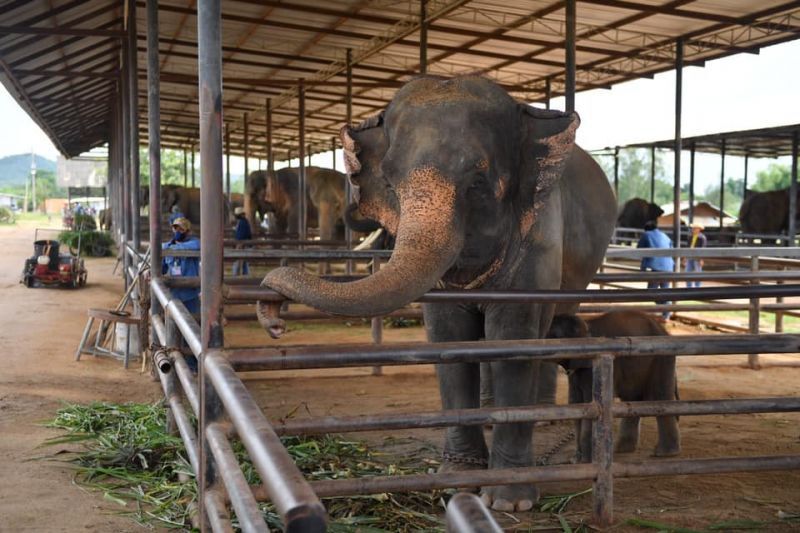 ไฟเขียว 3 ร่างมาตรฐานใหม่ “พืชสมุนไพรแห้ง-ก้อนเชื้อเห็ด-ปางช้าง”